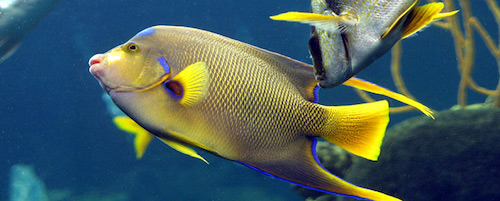 Ein Fisch: Schutz der Meeresbewohner fördern