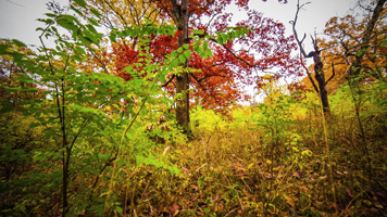 Wald in Herbstfarben